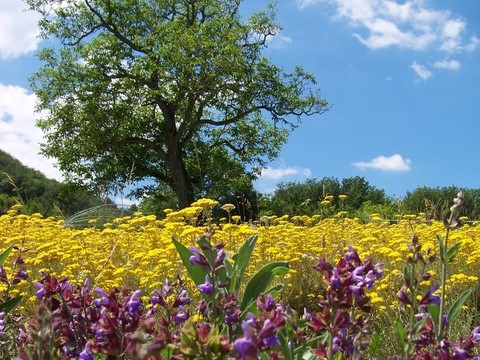 Stages et visites ferme des Grèzes